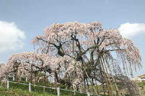 日本三大桜として著名な福島県三春町の滝桜